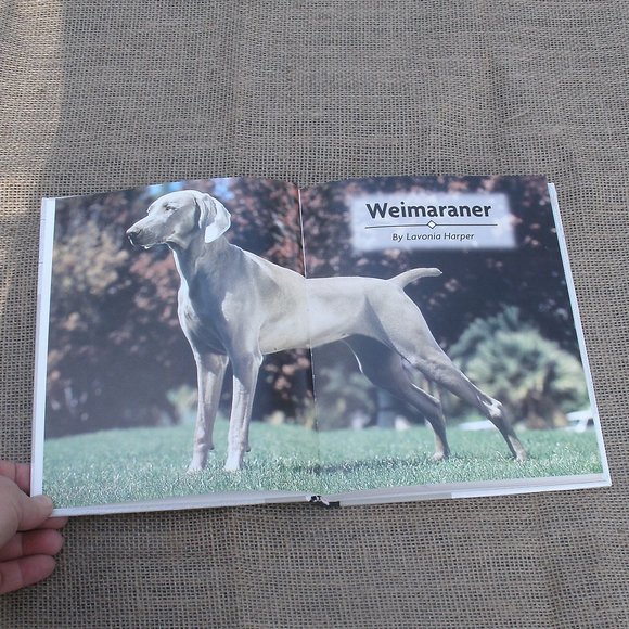 Weimaraner A Comprehensive Guide Dog Book - Picture 8 of 16